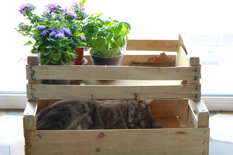 Gatto che dorme all'interno di una cassetta di legno.